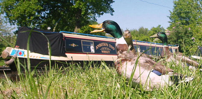 10 birds to look out for around the waterways