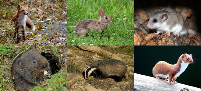 Ten mammals to look out for around the waterways