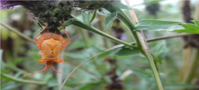 10 insects to look out for around the waterways