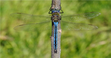 Male Emperor Dragonfly