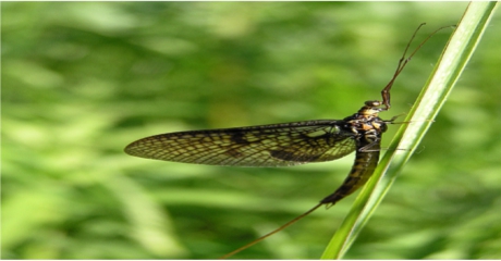 Mayfly