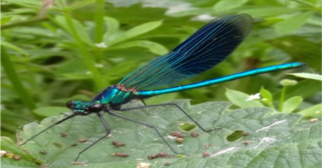 banded demoiselle