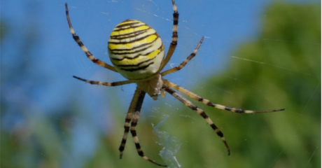 wasp spider