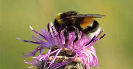 White-tailed bumblebee