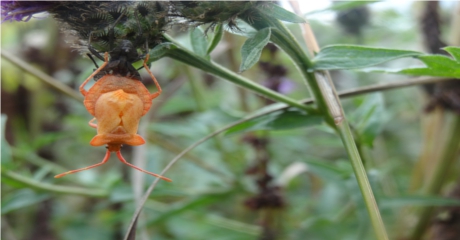 Malting Shield Bug