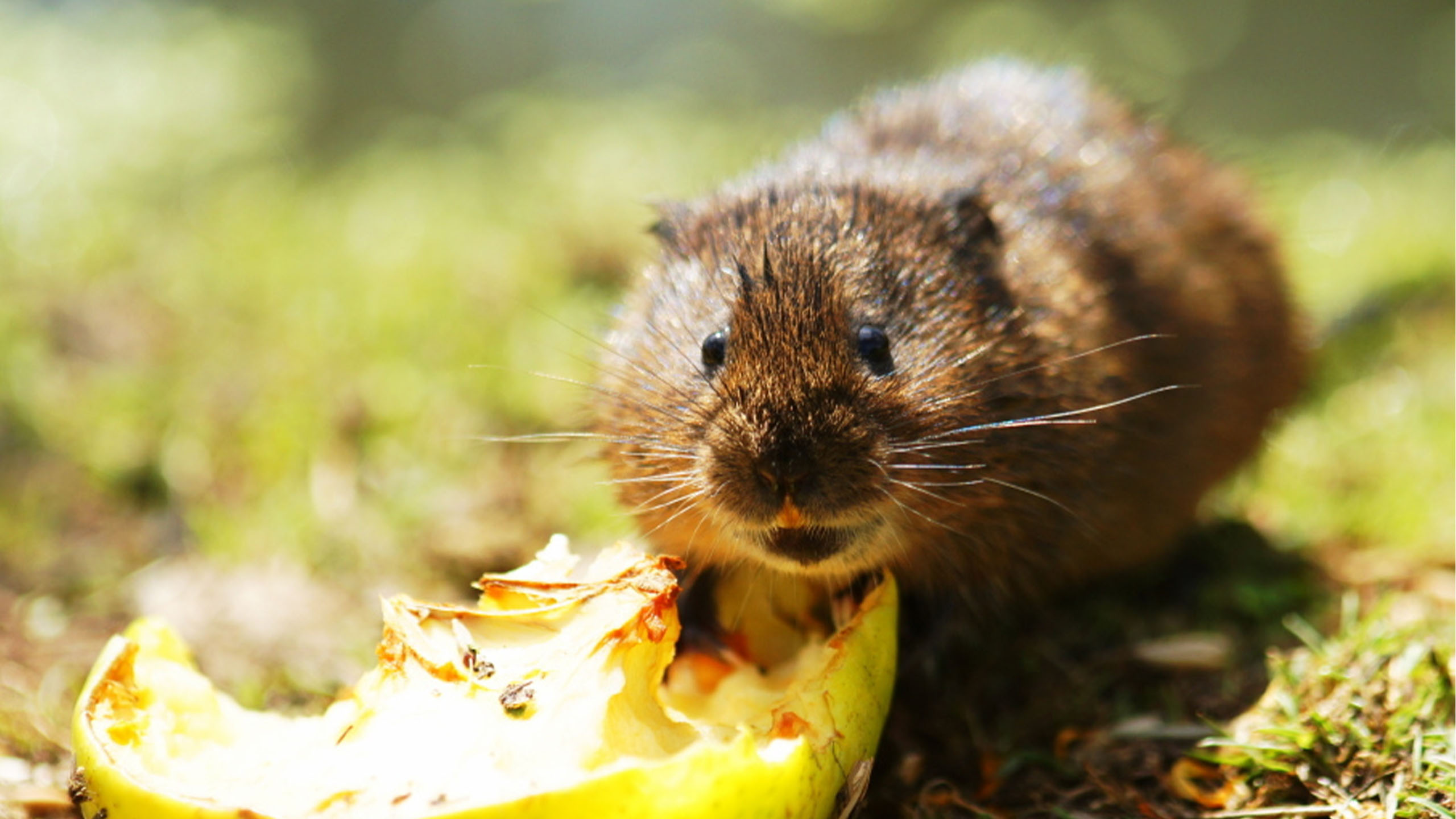 New Biodiversity Net Gain guidance launched