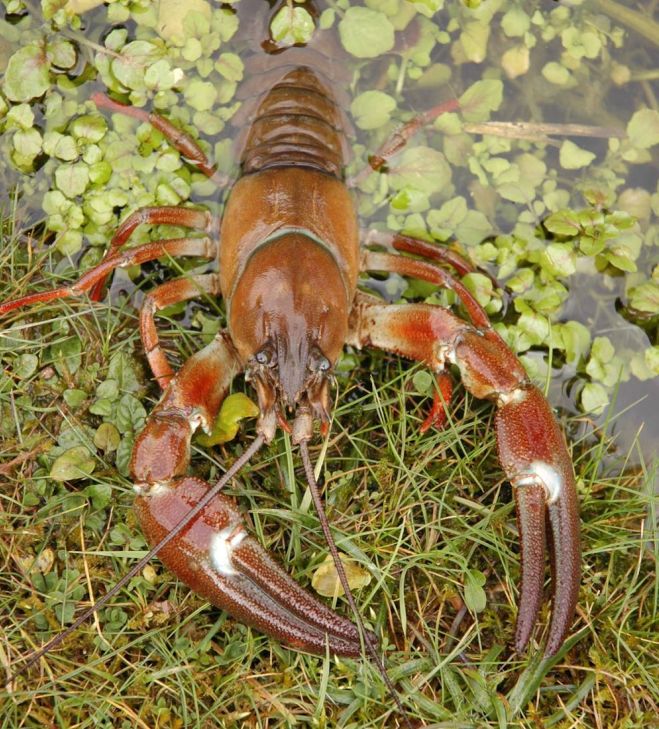 Crayfish in canals and rivers
